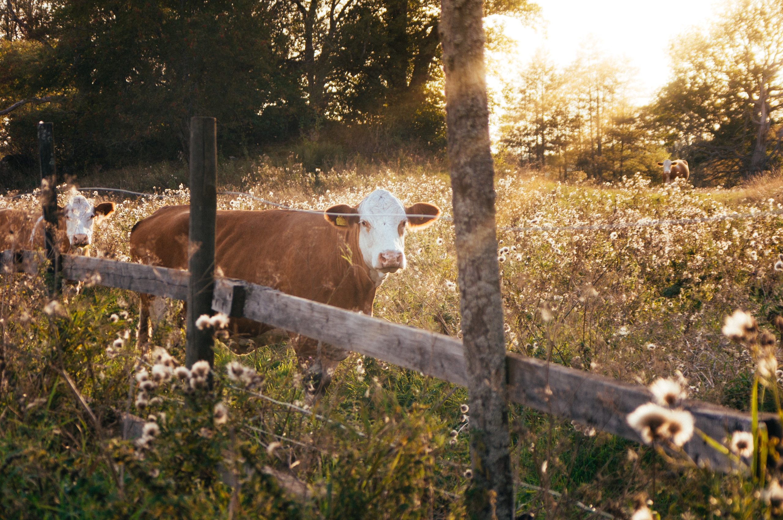 Farm work